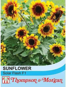 Sunflower Solar Flash F1 Hybrid 1 Seed Packet (10 Seeds)