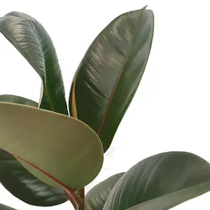 House Plant - Rubber Plant - Robusta - 17 cm Pot size - 50-70 cm Tall - Ficus Elastica - Indoor Plant