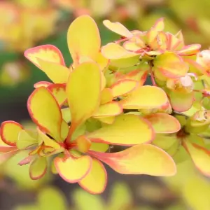 Berberis Diabolicum - Compact Shrub, Unique Colour-Changing Foliage (20-30cm Height Including Pot)