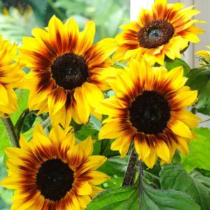 Sunflower Helios Flame F1 1 Packet (20 Seeds)