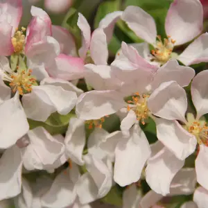 Malus Sun Rival Tree - Crab Apple Ornamental Tree, Pinkish-White Flowers, Hardy, Low Maintenance (5-6ft)