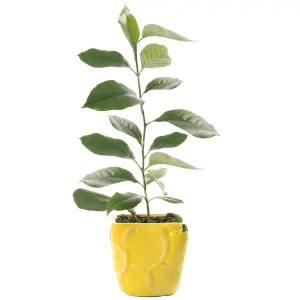 Citrus Lemon in Ceramic Pot: Elegant Home-Grown Citrus (20-30cm, 9cm Pot)