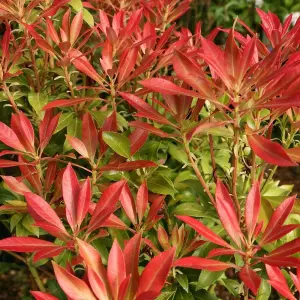 Forest Flame Lily Of The Valley Outdoor Shrub Plant Pieris 2L Pot