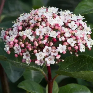 Viburnum Lisarose Garden Plant -  Elegant White and Pink Blooms, Compact Size (20-30cm Height Including Pot)