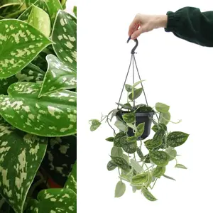 Scindapsus pictus Argyraeus - Satin Pothos Hanging Indoor Plant - In 15cm Pot