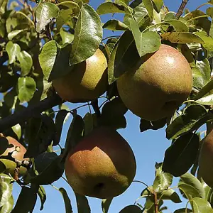 'Doyenne du Comice' Pear Patio Fruit Tree in a 5L Pot 90-110cm Tall