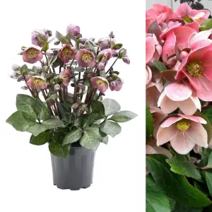 2 x Helleborus Pink Marble Christmas Rose Plants in 9cm Pots - Autumn Winter Flowering