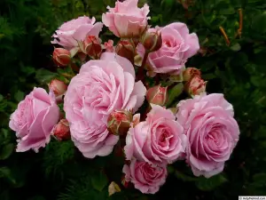 Pink Rose Bush - Countess Marie Henriette