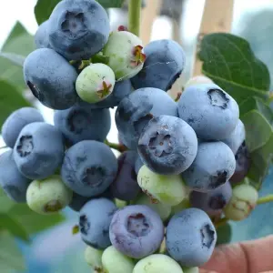 Vaccinium Chandler - Hardy Fruit Shrub, Blueberry Fruits, Low Maintenance (20-30cm Height Including Pot)