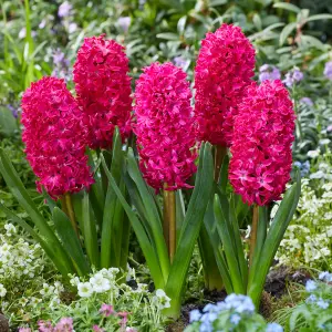 Hyacinth Red Bulb Trio in 12cm Pot - Three Easy to Grow Hyacinthus Bulbs Growing in Pot - Fragrant Indoor Flowering Plant