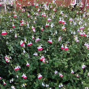 Salvia Cherry Lips Garden Plant - Red and White Blooms, Compact Growth, Medium Size (20-30cm Height Including Pot)