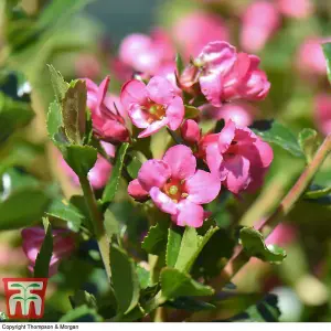 Escallonia Apple Blossom 3.5 Litre Potted Plant x 1