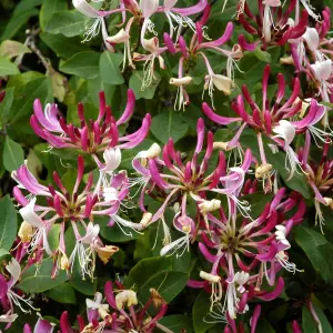 Lonicera Serotina Garden Plant - Fragrant Flowers, Compact Size (20-30cm Height Including Pot)