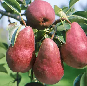 Pyrus Red Williams Mini Patio Fruit Tree 3-4ft Supplied in a 5 Litre Pot