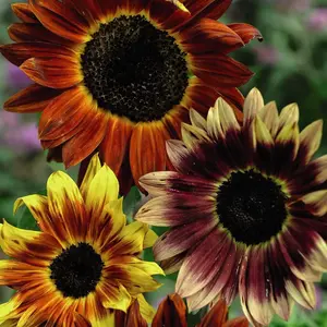 Sunflower Harlequin F1 Hybrid 1 Seed Packet (20 Seeds)