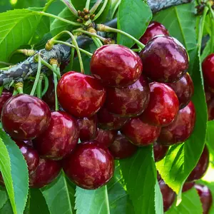 Cherry Stella - Fruit Tree, Outdoor Garden Plant Patio Trees (4-5ft Height, 7.5L Pot)