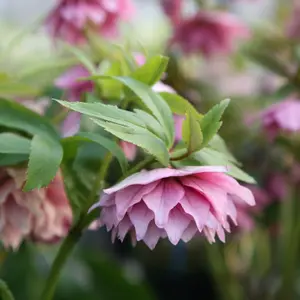 Harvington Double Pink Lenten Rose Hellebore Perennials Flowering Plants 2L Pot