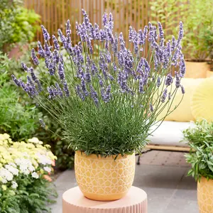 Lavender Sensational Established Plant in 9cm Pot