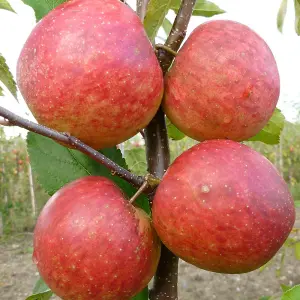 Apple Falstaff Edible Dessert Apple Outdoor Fruit Tree Bare Root 1.2M