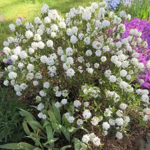 Rhododendron Arctic (15-25cm Height Including Pot) Garden Plant - Compact Shrub, Stunning Blooms