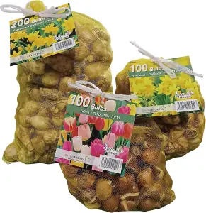 Yellow Narcissus Daffodil Bulbs - Big Buy Value Pack-100 Bulbs-Bee Friendly-Easy Planting-Spring Flowers-Eco-Friendly Packaging