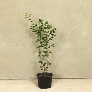 Hedges Direct Privet 40cm Height Native Hedge Plant