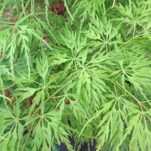 Acer Emerald Lace - Fine Filigree Foliage, Outdoor Plant, Ideal for Gardens, Compact Size (50-70cm Height Including Pot)