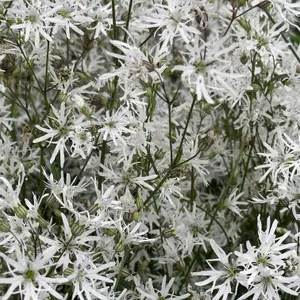 Lincolnshire Pond Plants Ltd Marginal Plants - Pond Plants (Lychnis-flos-cuculi 'White') - 3 Litre bareroot