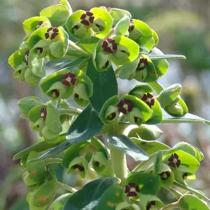 Euphorbia Black Pearl - Lime Green Cup-Shaped Flowers, Hardy Plant, Easy Care (15-30cm Height Including Pot)