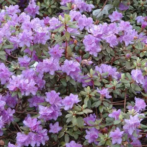 Rhododendron Ramapo (15-25cm Height Including Pot) Garden Plant - Compact Shrub, Blue-Purple Blooms