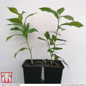 Citrus Fruit Collection - Lemon & Orange - 2 Potted Plants