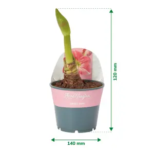 Verve Amaryllis in Assorted Plastic Grow pot 14cm