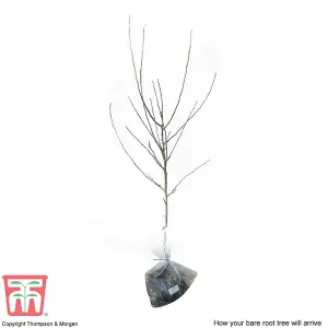 Apple (Malus) Bramleys Seedling (M27) 1 Bare Root Tree