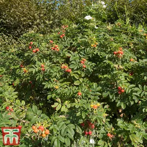 Rose  (Shrub) rugosa Alba 3.6 Litre Potted  Plant x 1