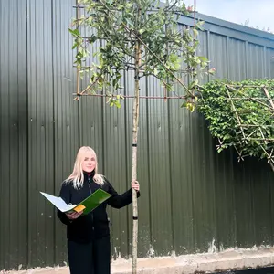 Red Robin Pleached Tree with Staking Kit - 180cm Stem and 12cm Girth