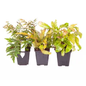 Pack of 3 Evergreen Hardy Ferns in 9cm Pots Ferns Plants Outdoor Garden Ready Perfect for Garden Shaded Areas