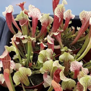 Sarracenia Smoorii - Evergreen Indoor Home Office Carnivorous Pitcher Plant, Easy to Grow (20-30cm Height Including Pot)