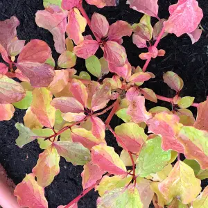 Cornus 'Midwinter Fire' (Dogwood) in 9cm Pot - Rich Coloured Leaves