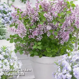 Lilac (Syringa) meyeri Flowerfesta Purple 9cm Potted Plant  x 1