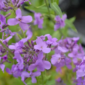 Hesperis Promo New Kew Range 1 Seed Packet