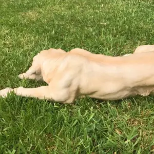 Laying Golden Labrador figurine, large (44cm long) realistic home or garden ornament or memorial