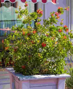 Callistemon Collection - A set of 3 Bottlebrush plants in 9cm pots