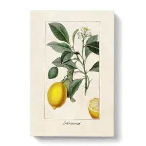 Illustration Of A Lemon Tree - Single Picture Frame Painting Wrapped Canvas / 60cm H x 40cm W x 3cm D