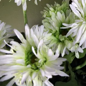 Artificial Potted  Plant Flowers Daisy Flowering Plant White Botanik