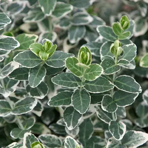 Emerald Gaiety Evergreen Bittersweet Shrub Plant Euonymus Fortunei 2L Pot