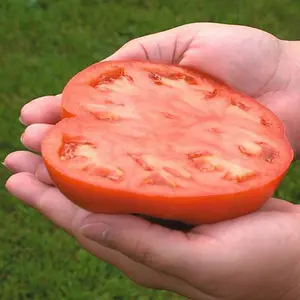 Tomato Country Taste F1 Hybrid 1 Seed Packet (6 Seeds)