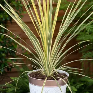 Cordyline Lime Passion Pair of Established Plants in 17cm Pots