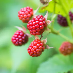 Lincolnshire Fruits Buckingham Tayberry Potted 3Litre