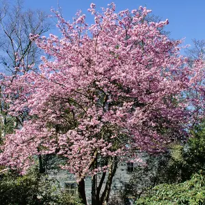 Prunus Jacqueline Tree - Stunning Autumn Foliage, Pink Flowers, Low Maintenance, Frost Hardy (5-6ft)