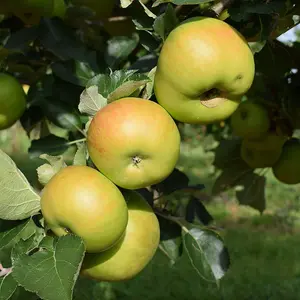 Apple Bramley'S Seedling Cooking Outdoor Fruit Tree Bare Root 1.2M